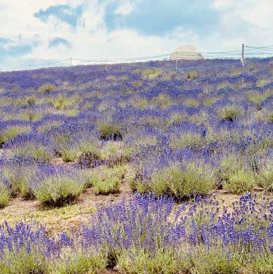 🌿 Solo Travel Escape: Lavender & Moai at Makomanai Takino Cemetery, Sapporo!