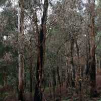 Dandenong Ranges (Day Trip)