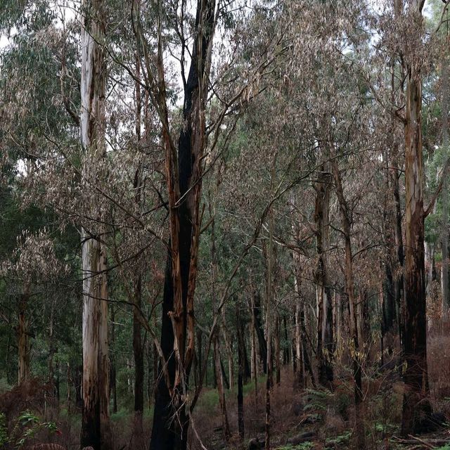 Dandenong Ranges (Day Trip)
