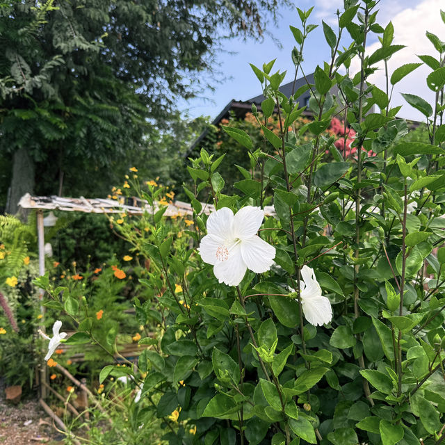 Pranberry Field 🌺🌿