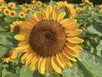 Songkhla Flower Farm