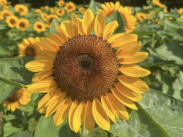 Songkhla Flower Farm