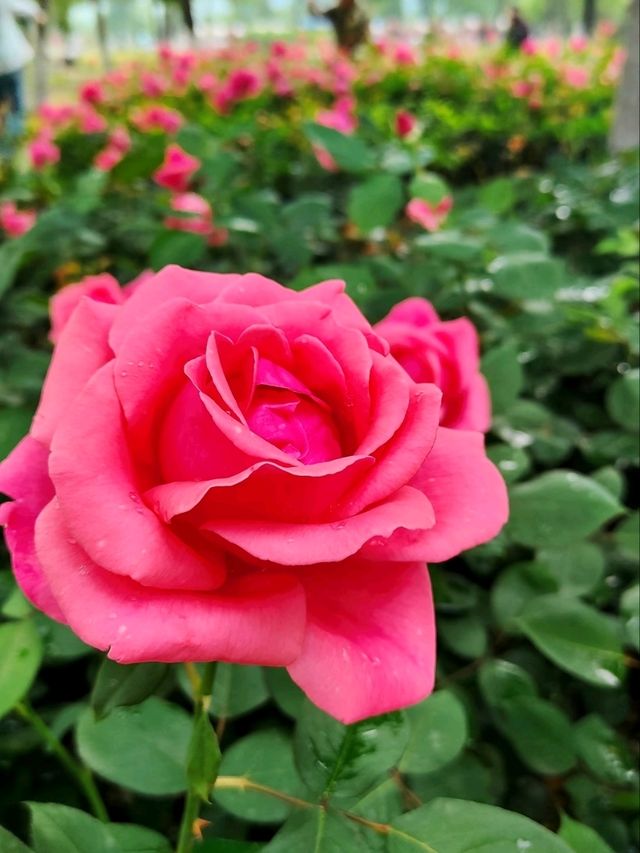 Baima Lake Park – Hangzhou’s Lakeside Oasis of Art & Nature