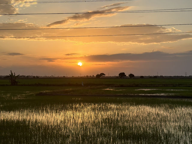 Golden Views in Alor Setar – Where Peace Meets the Padi 🌤️