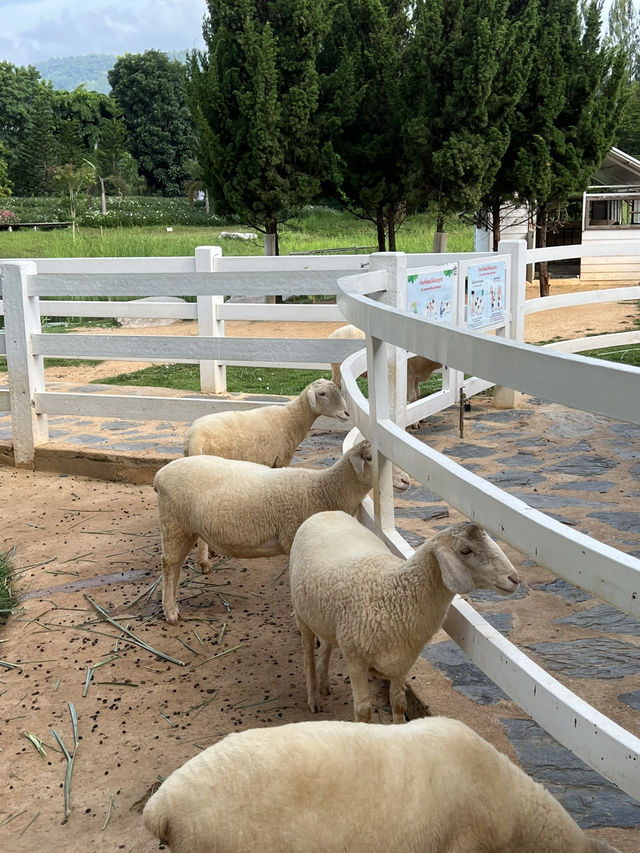 Bucolic, a lovely place in Khao Yai 🇹🇭