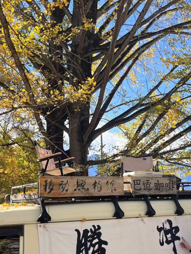 🍁 Late Summer-Autumn Dreams in Tengchong — Golden Leaves, Quiet Roads