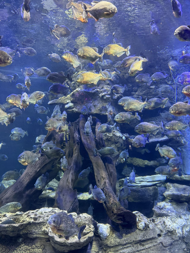 Mini fun at SeaWorld Ancol 