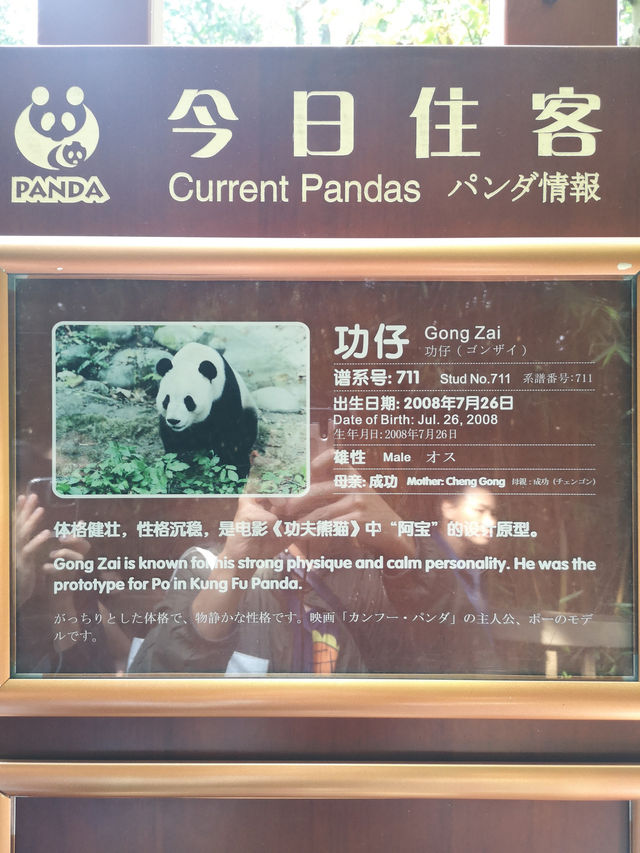 A Day with Pandas: Visiting the Chengdu Research Base of Giant Panda Breeding