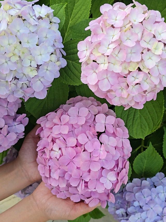 올여름 역대급 수국파티가 열렸던 거제여행지💜 올여름 역대급 수국파티가 열렸던 거제여행지💜