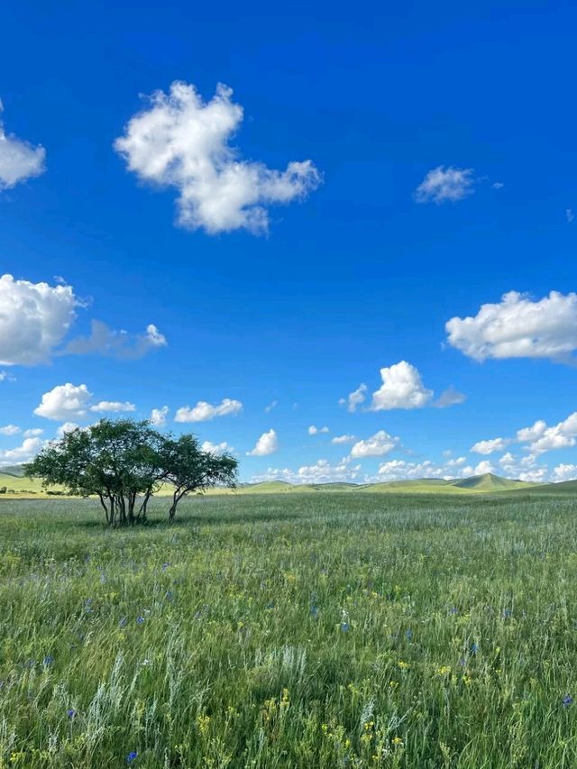 Nomadic Dreams: Life on Huitengxile's Rolling Plains Nomadic Dreams: Life on Huitengxile's Rolling Plains