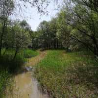 🌿 Yintan Wetland Park — Nature’s Calm by the Sea