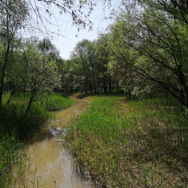 🌿 Yintan Wetland Park — Nature’s Calm by the Sea