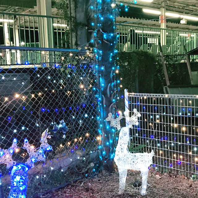 「東逗子ふれあい広場のクリスマスイルミネーション 2026年版 — 地元の温もりと幻想的な光の祭典」
