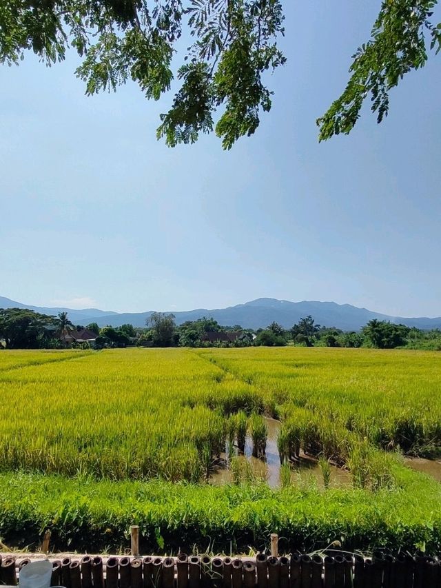 Chiang Mai ☕ Coffee Hopping – Café Gems in Nature