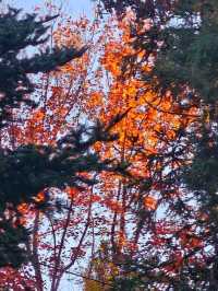 Kunming Botanical Garden: Yunnan’s Living Library of Green Wonders