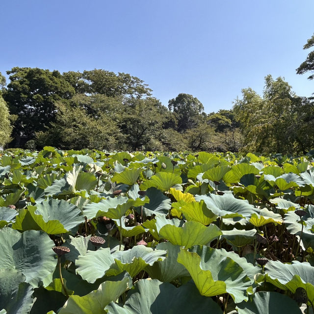 The Setting: Genpei Pond (源平池 - Genpei Ike)