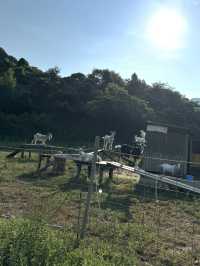 【福岡カフェ】ヤギもいる長閑な山の中のカフェ✨️