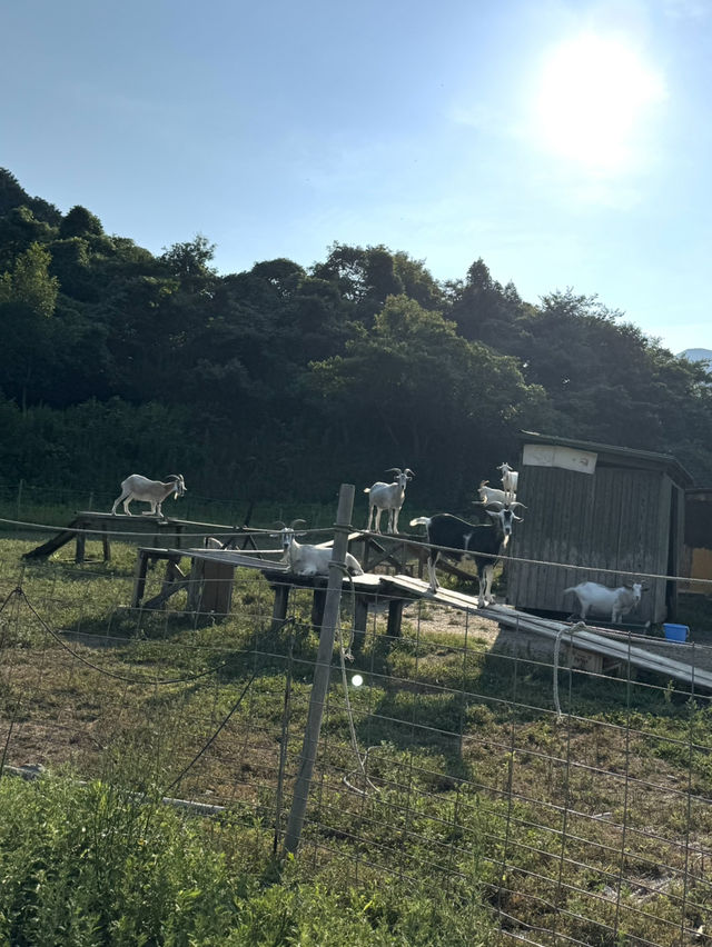 【福岡カフェ】ヤギもいる長閑な山の中のカフェ✨️