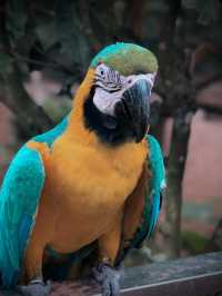 Brightly colored, intelligent, and playful.