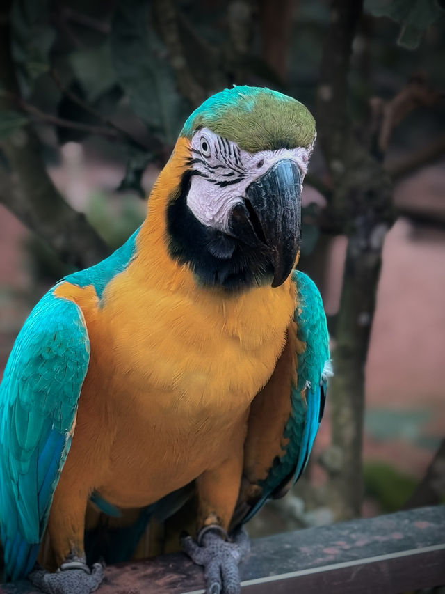 Brightly colored, intelligent, and playful.