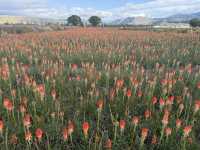 Experience exotic 4 seasons in a day in Northern Xinjiang