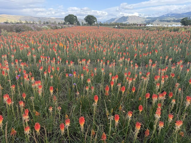 Experience exotic 4 seasons in a day in Northern Xinjiang Experience exotic 4 seasons in a day in Northern Xinjiang