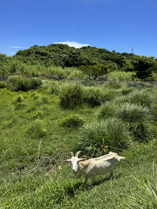 【沖縄・慶留間島】手つかずの自然に癒される小さな楽園🏝️🌿 【沖縄・慶留間島】手つかずの自然に癒される小さな楽園🏝️🌿