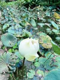 Perdana Botanical Lake: Serene Insta-Worthy Escape with Blossoming Lotus Flowers