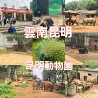 雲南昆明親子必去玩樂景點🏮昆明動物園