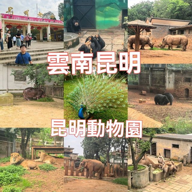 雲南昆明親子必去玩樂景點🏮昆明動物園