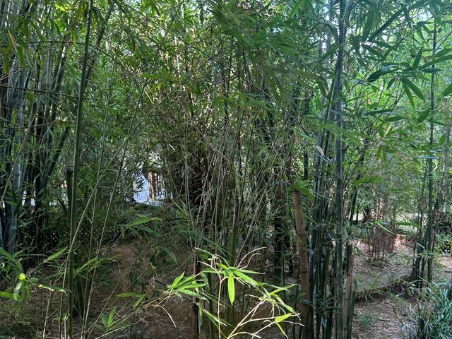 Hong Kong Zoological and Botanical Gardens