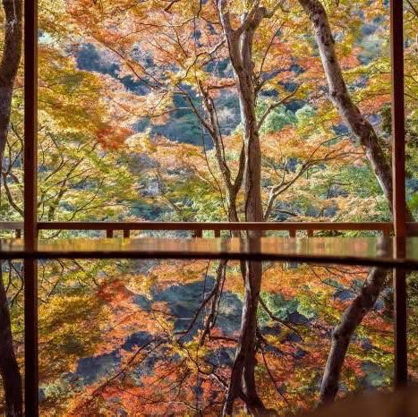 Golden Leaves Glow🍁