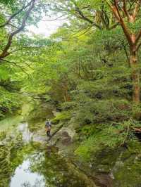 Exploring Yakushima – Where Ancient Forests Whisper Peace 🌿 