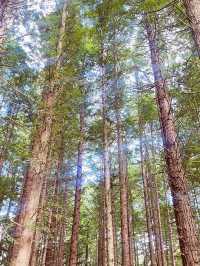 🌳 Redwood Forest, Rotorua: Walk Among Giants in a Californian Dream! 🌲