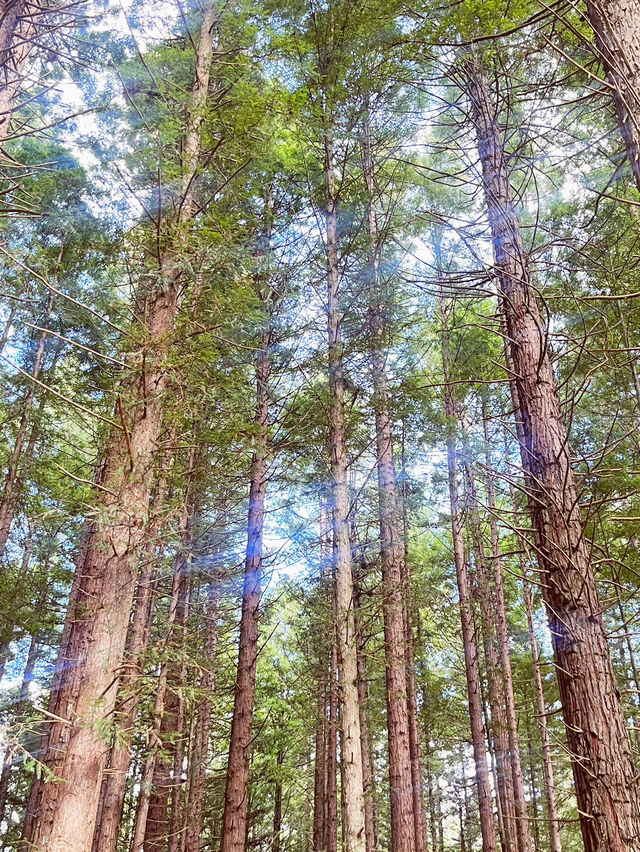 🌳 Redwood Forest, Rotorua: Walk Among Giants in a Californian Dream! 🌲
