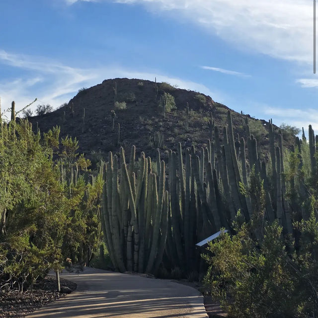Desert Botanical Garden