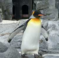 北海道旭川市旭山動物園