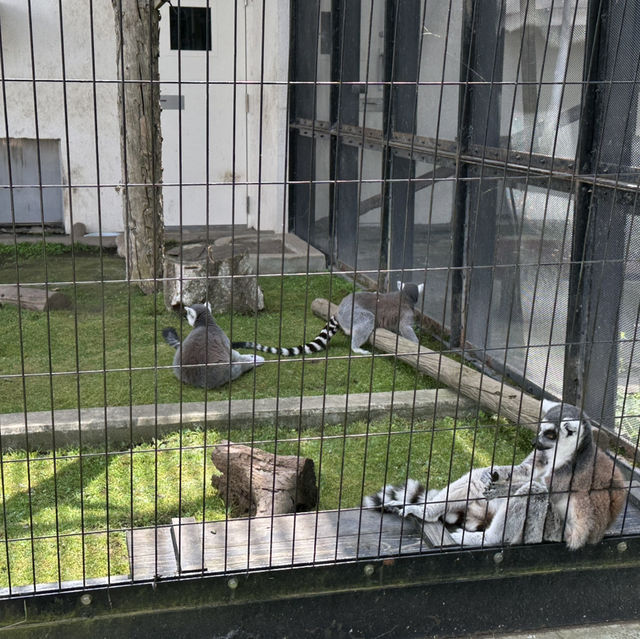 北海道旭川市旭山動物園