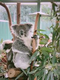 Wild Encounter at Caversham Wildlife Park