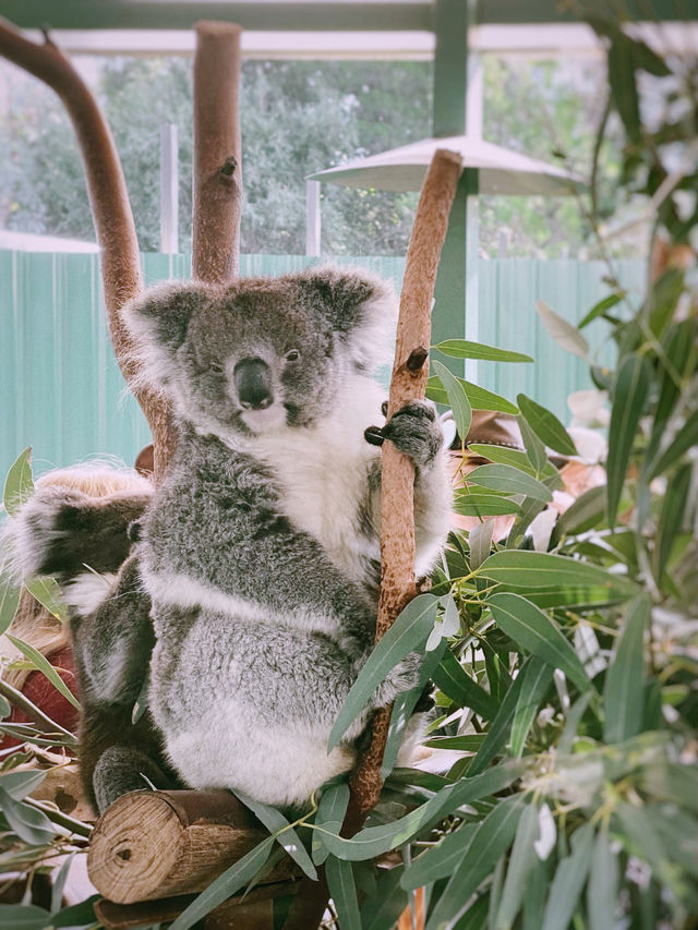 Wild Encounter at Caversham Wildlife Park