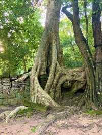 🛕タ・プローム寺院(Ta Prohm)🌀