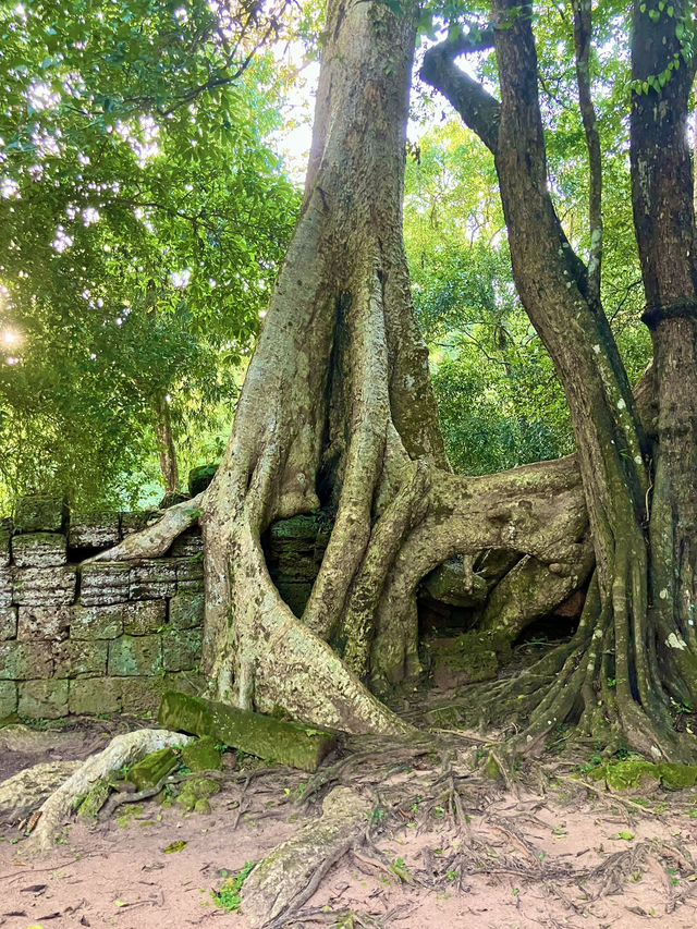 🛕タ・プローム寺院(Ta Prohm)🌀 🛕タ・プローム寺院(Ta Prohm)🌀