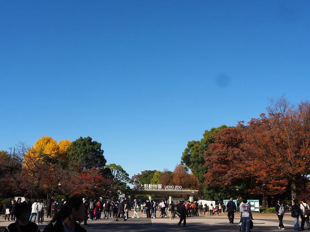 🍁ชมฤดูใบไม้เปลี่ยนสีที่อุเอโนะ (Ueno Park)