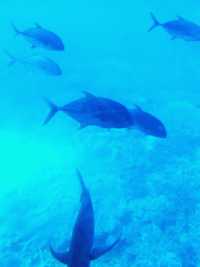 陽光泳池蔭蔽椰樹打卡指南📸