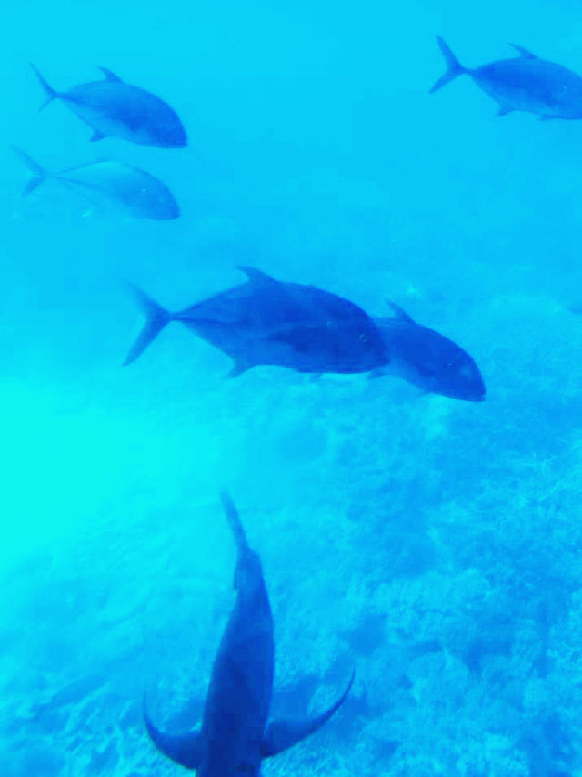 陽光泳池蔭蔽椰樹打卡指南📸