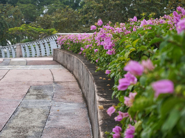 A Hidden Oasis in the Heart of Putrajaya: Exploring Bougainvilla Trails A Hidden Oasis in the Heart of Putrajaya: Exploring Bougainvilla Trails