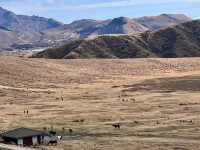 🍂秋日阿蘇山:米塚的金色光影、草千里的高原風、火山的震撼能量