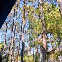 Nature-Lover’s Dream Stay: Cozy Hotel Review 🏡🌲