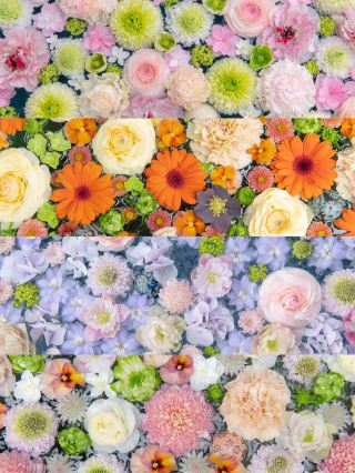 Spectacular Flower Scenery at Gyoda Hachiman Shrine in Saitama Prefecture
