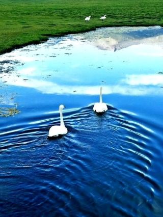 🦢 Bayinbuluke Swan Lake | The Grace of Xinjiang's Highlands